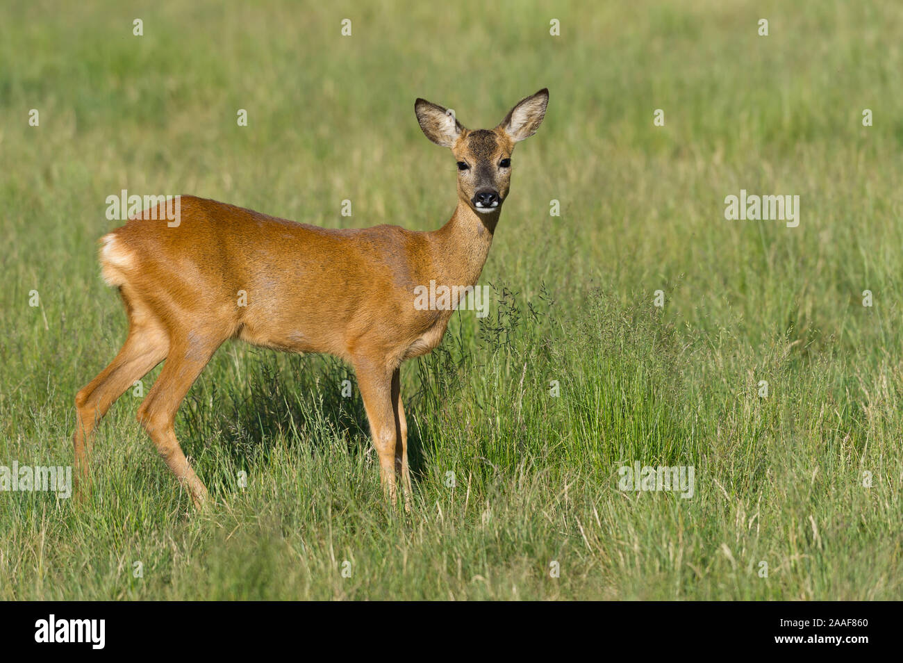 Reh Rehwild Ricke Stock Photo Alamy