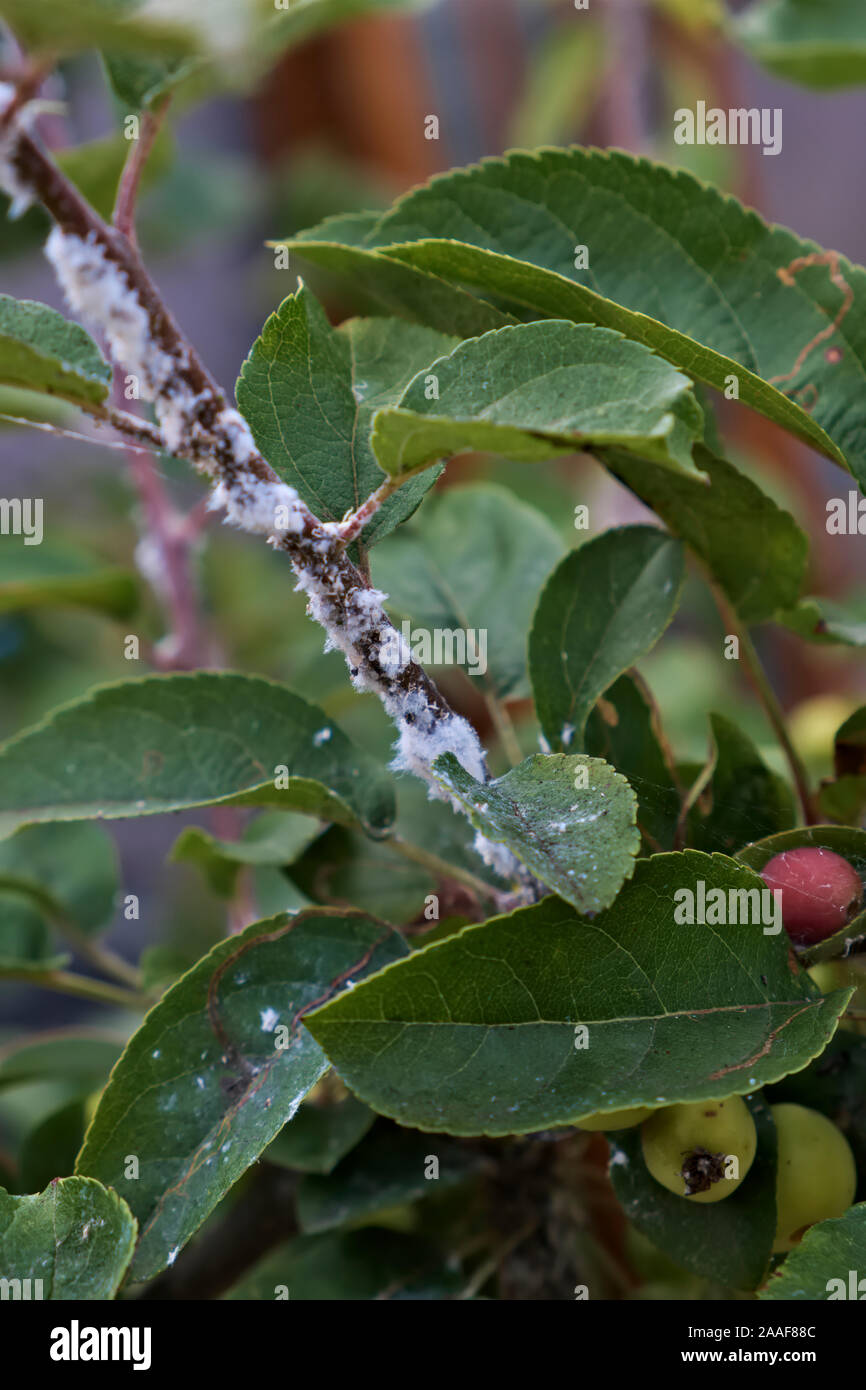 Woolly aphid or American blight - Eriosoma lanigerum on Cran Apple Malus 'Red Sentinel' Stock Photo