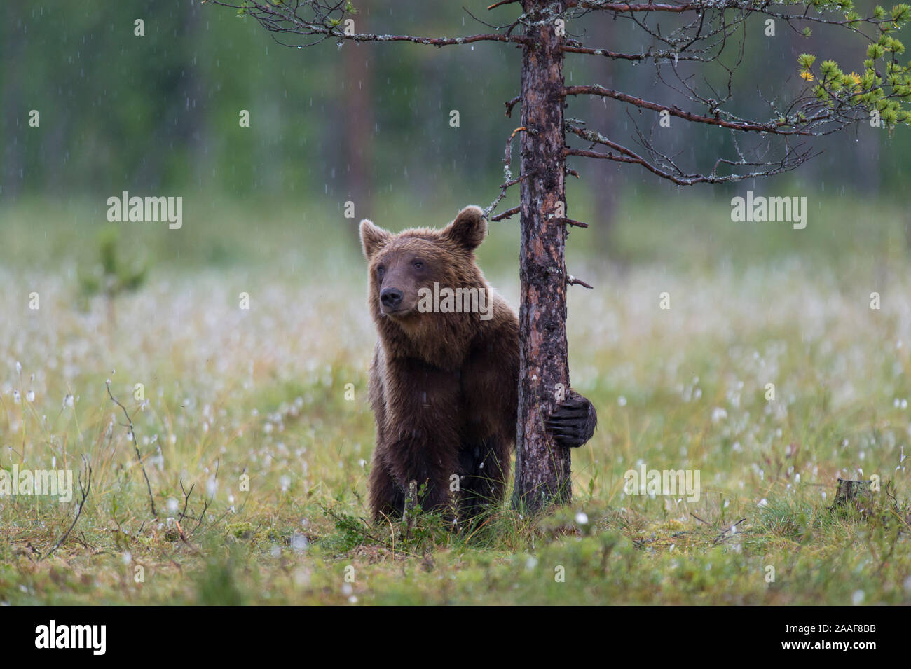 Braunbaer in Finnland Stock Photo - Alamy