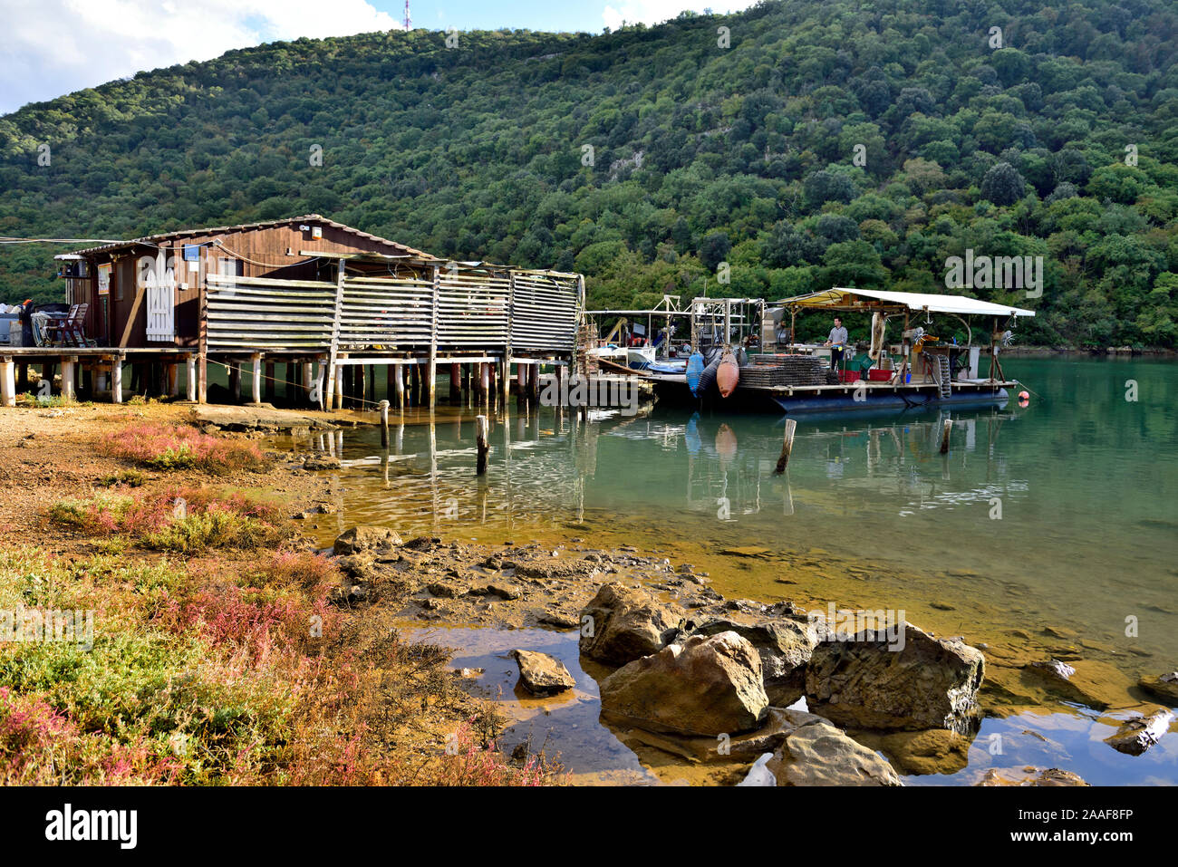 Tonys oyster shack seafood farm on Lim bay fjord, Croatia Stock Photo