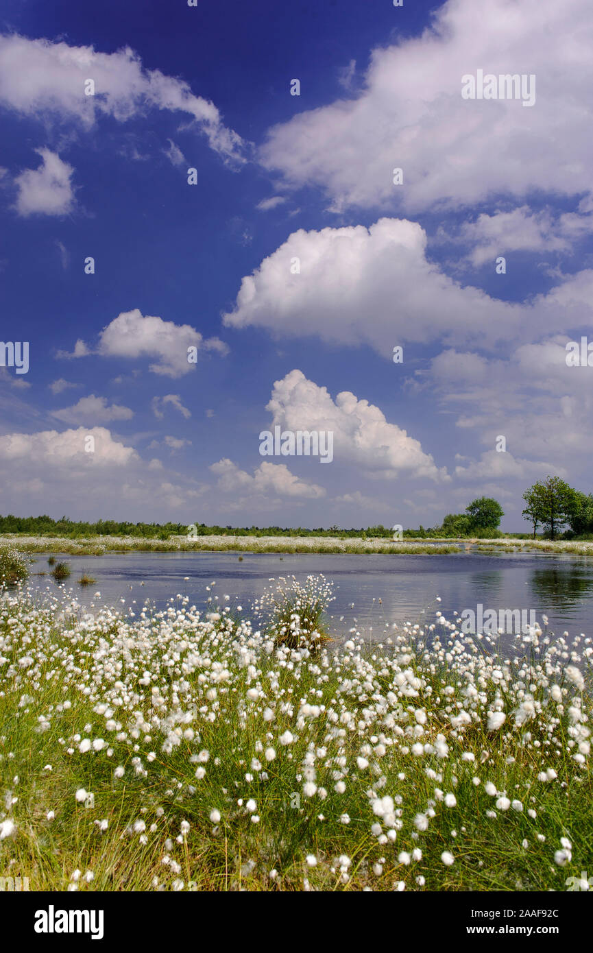Landschaft mit Wollgras Stock Photo