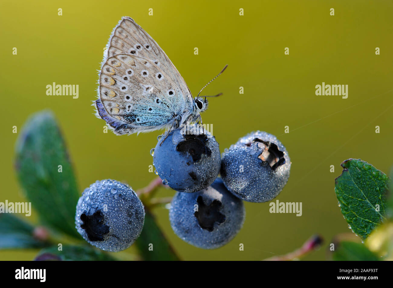 Schmetterling / Blaeuling sitzt auf Heidelbeere Stock Photo