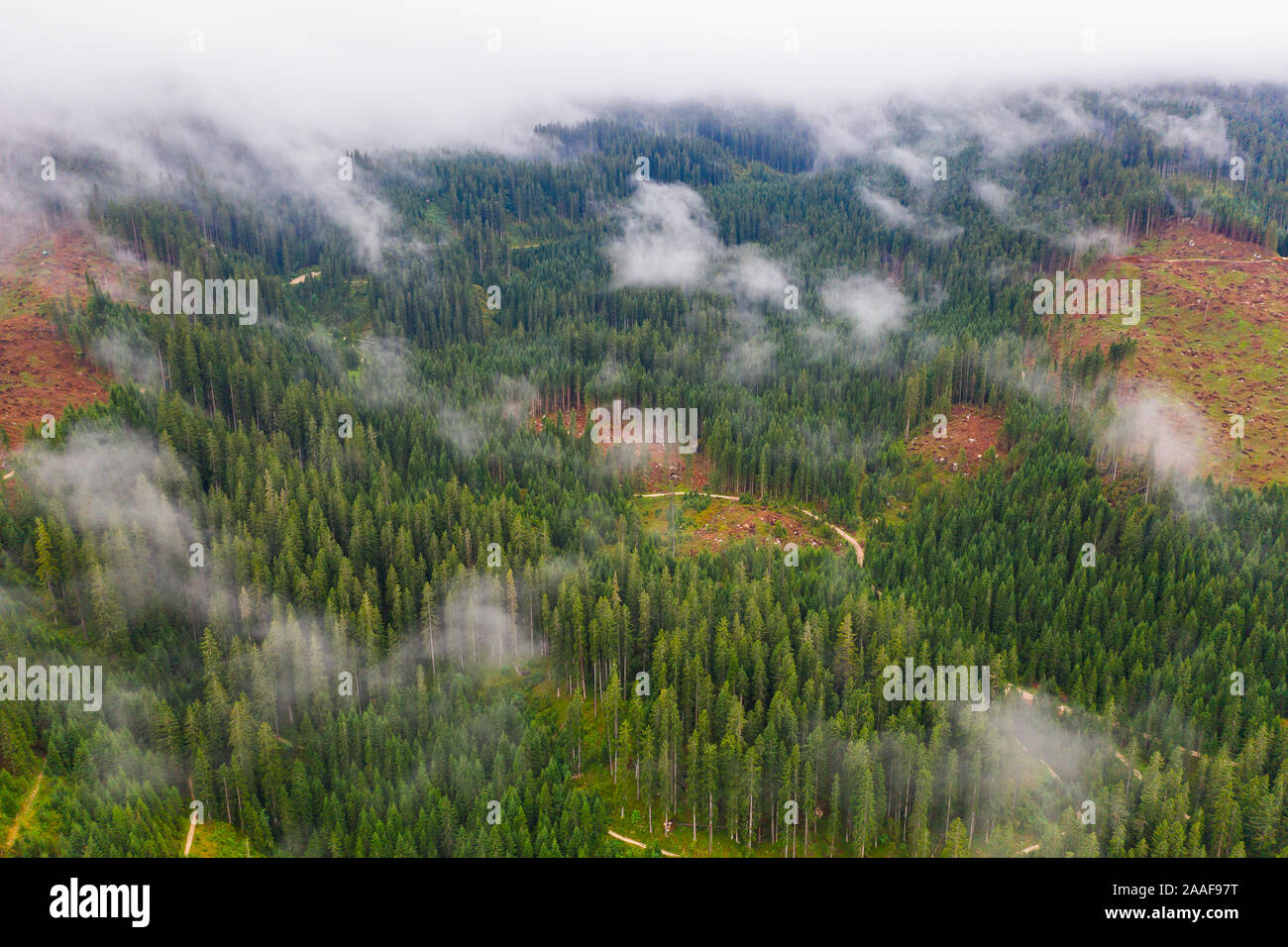 Panoramic photo over the tops of pine or fir forest with small clouds. Aerial top view forest. Misty foggy mountain landscape with copy space Stock Photo
