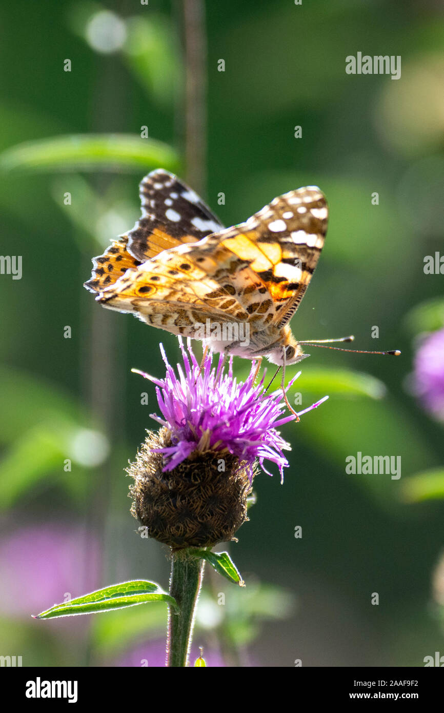Painted Lady butterfly (Vanessa cardui) feeding on Common Knapweed (Centaurea nigra) on the