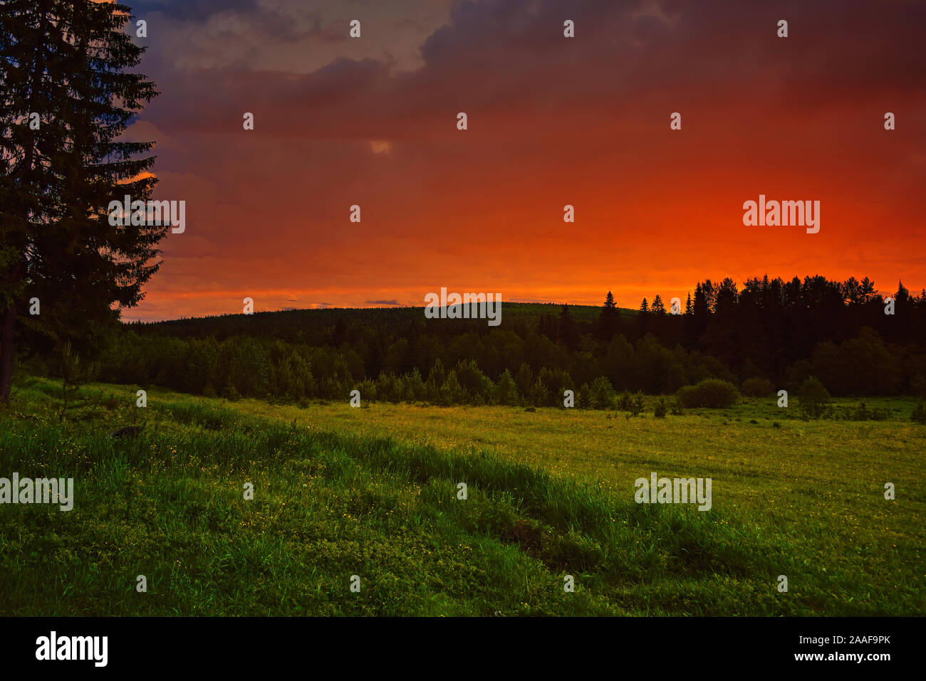 Sun setting behind spruce trees on a lush green slope. Sun setting behind spruce trees. Stock Photo