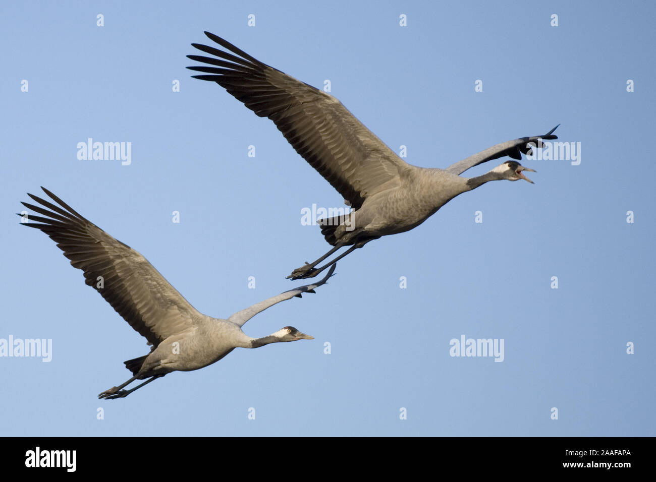 Fliegende Kraniche Grus Grus Stock Photo Alamy