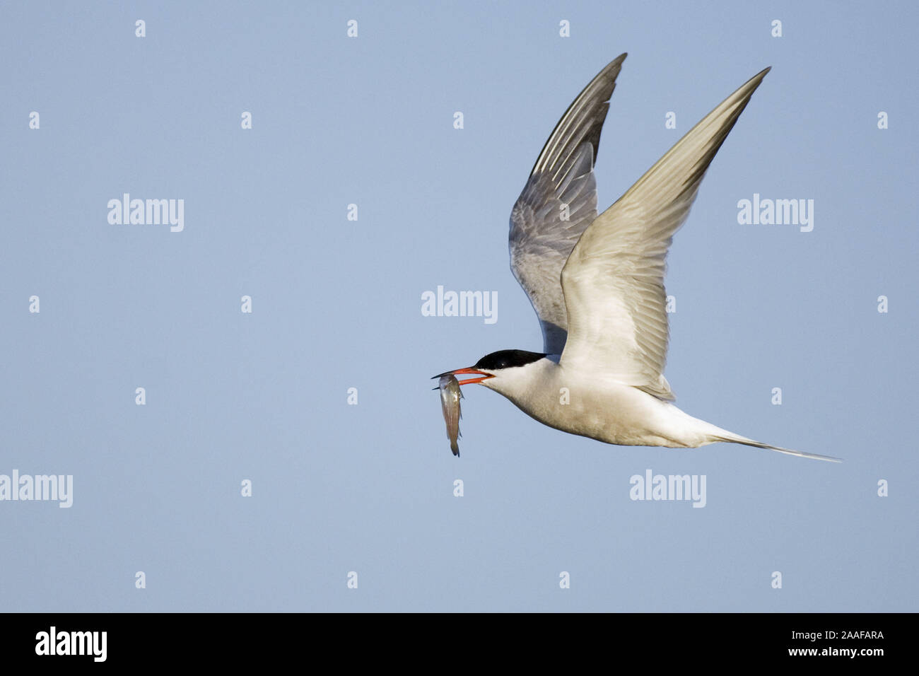 Fluss-Seeschwalbe (Sterna hirundo) im Flug, Common Tern Stock Photo