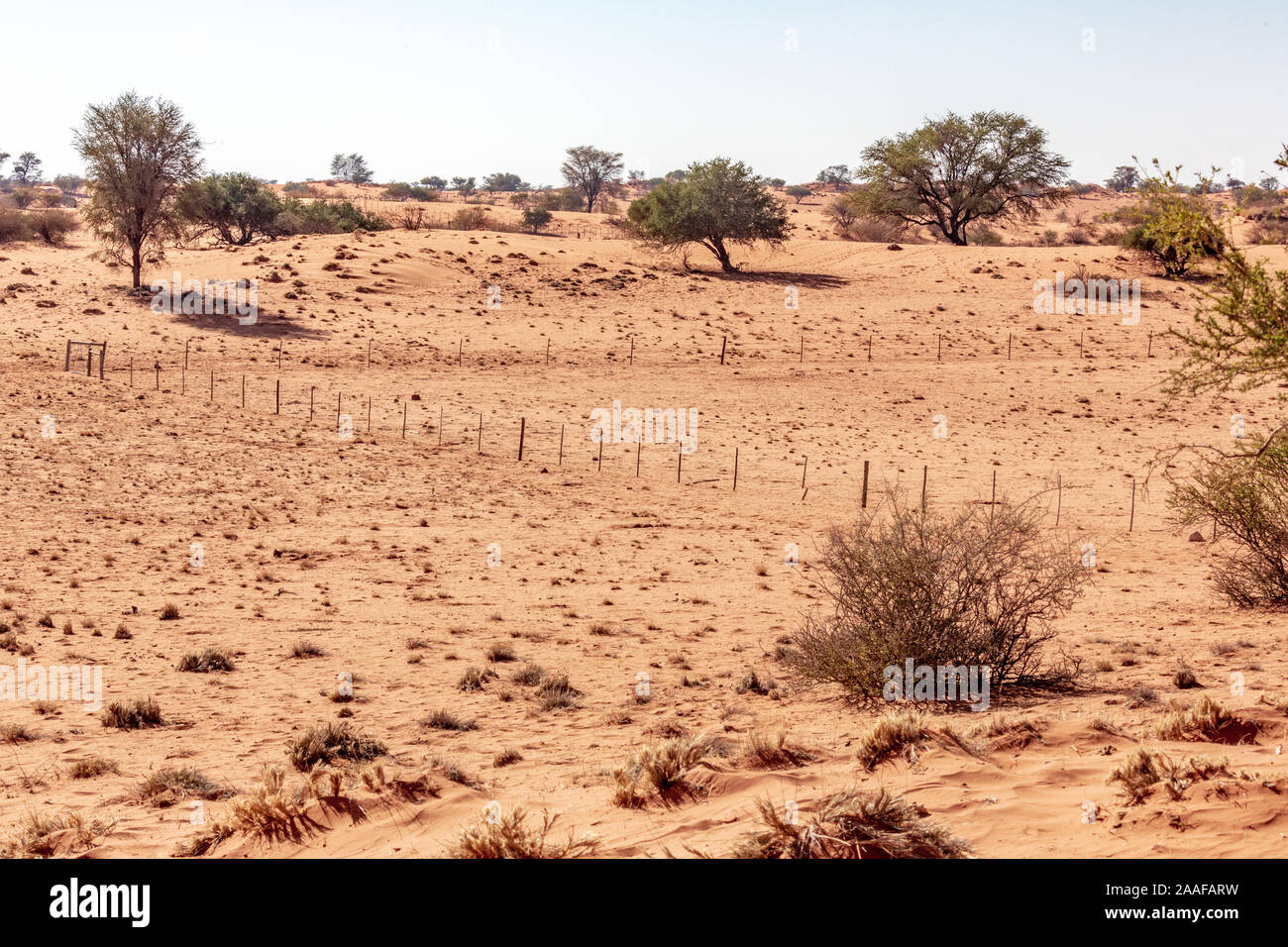 Wildlife in the Kalahari desert, Namibia, Africa Stock Photo