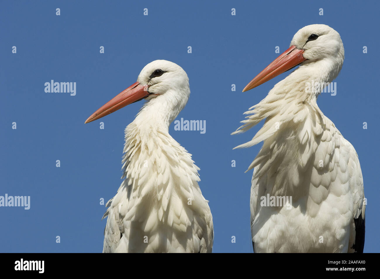 Storch holz mit baby,Neu Weissstorch,Klapperstorch mit BAby:/&