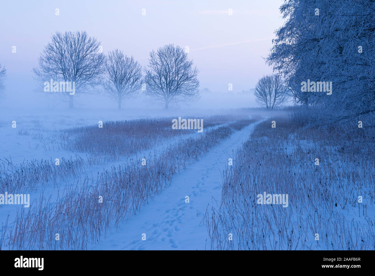 Wintermorgen - Baeume im Nebel Stock Photo