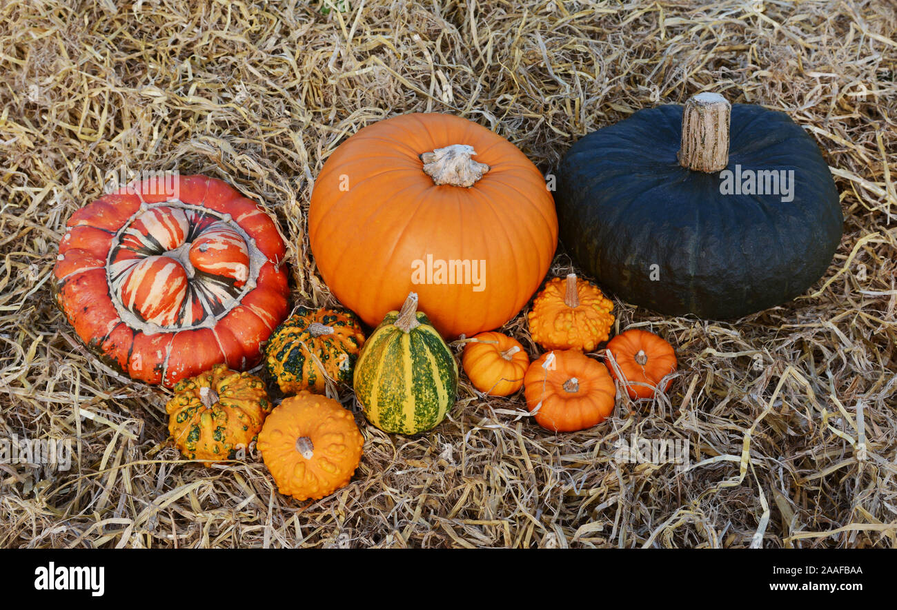 Group of large and small pumpkins and gourds - orange and green - on ...