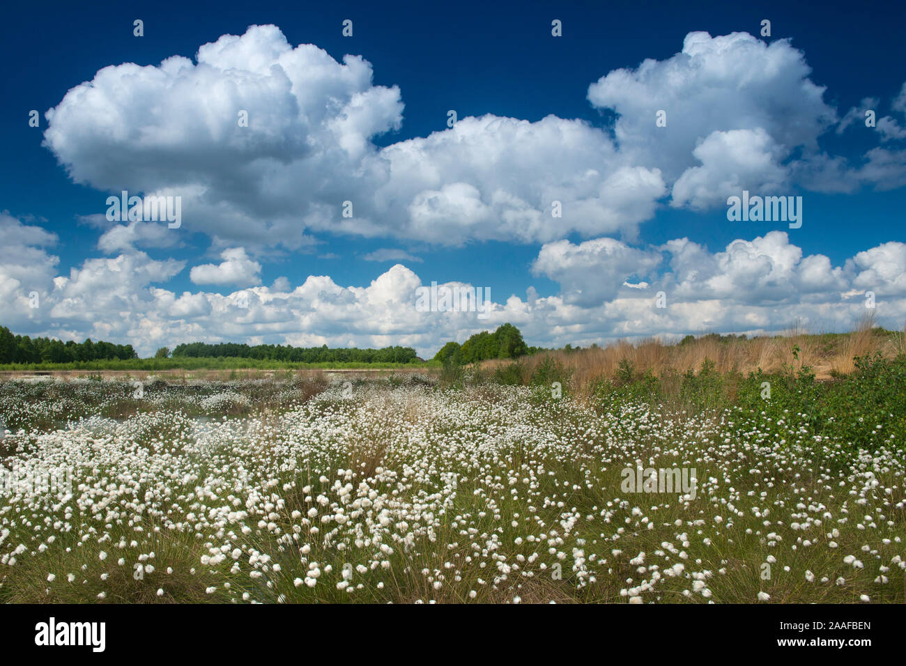 Fruchtstand des Wollgrases Stock Photo