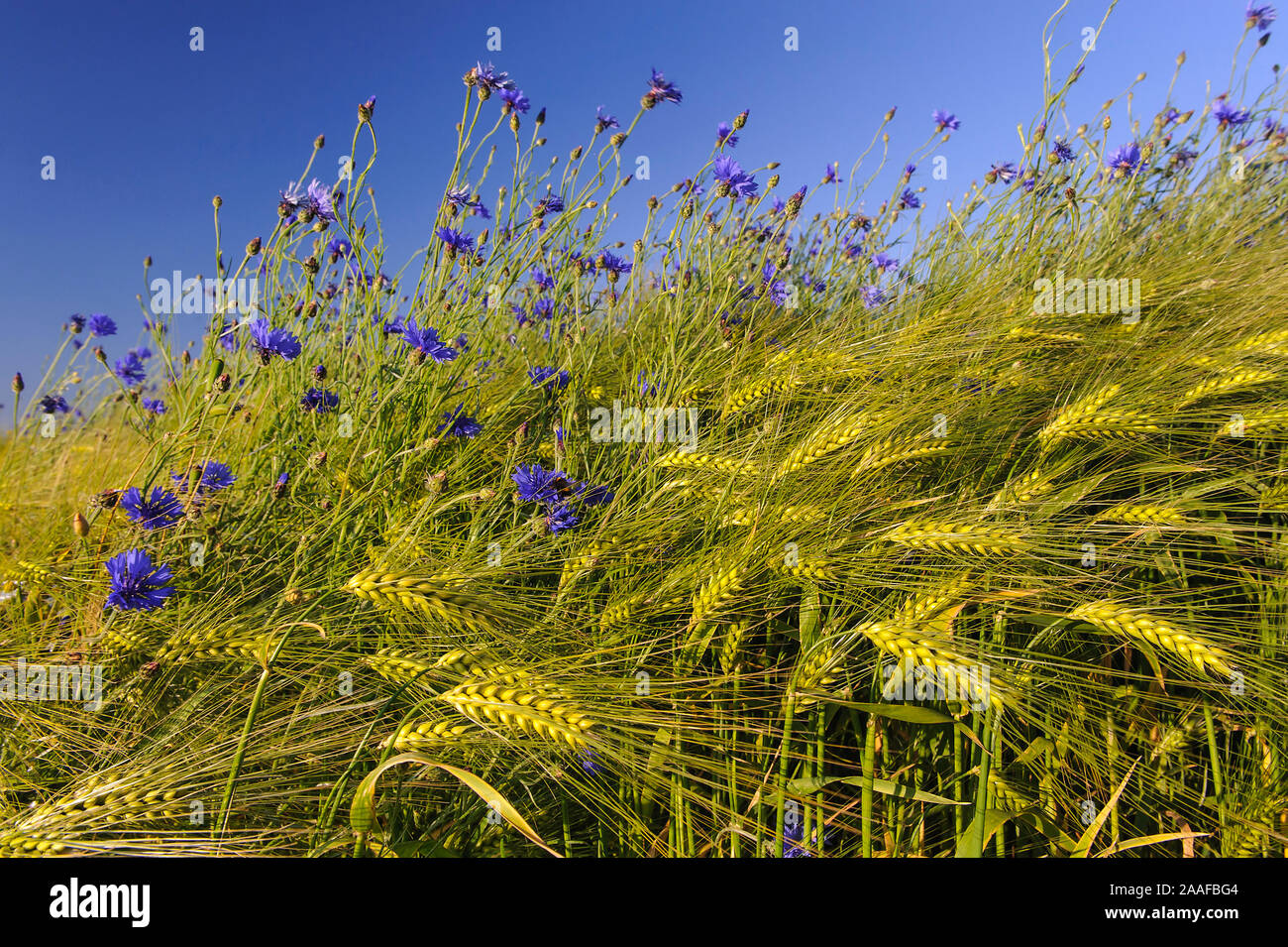 Kornblumen im Getreidefeld Stock Photo