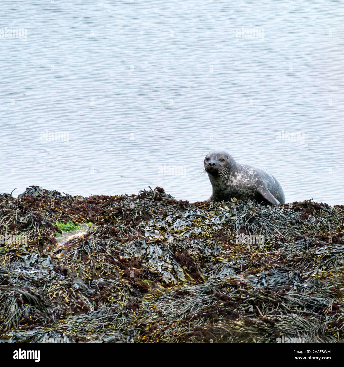 Common seal (Harbour Seal, Phoca vitulina) on seaweed covered rocks at low tide on the Isle of Colonsay, Scotland, UK Stock Photo