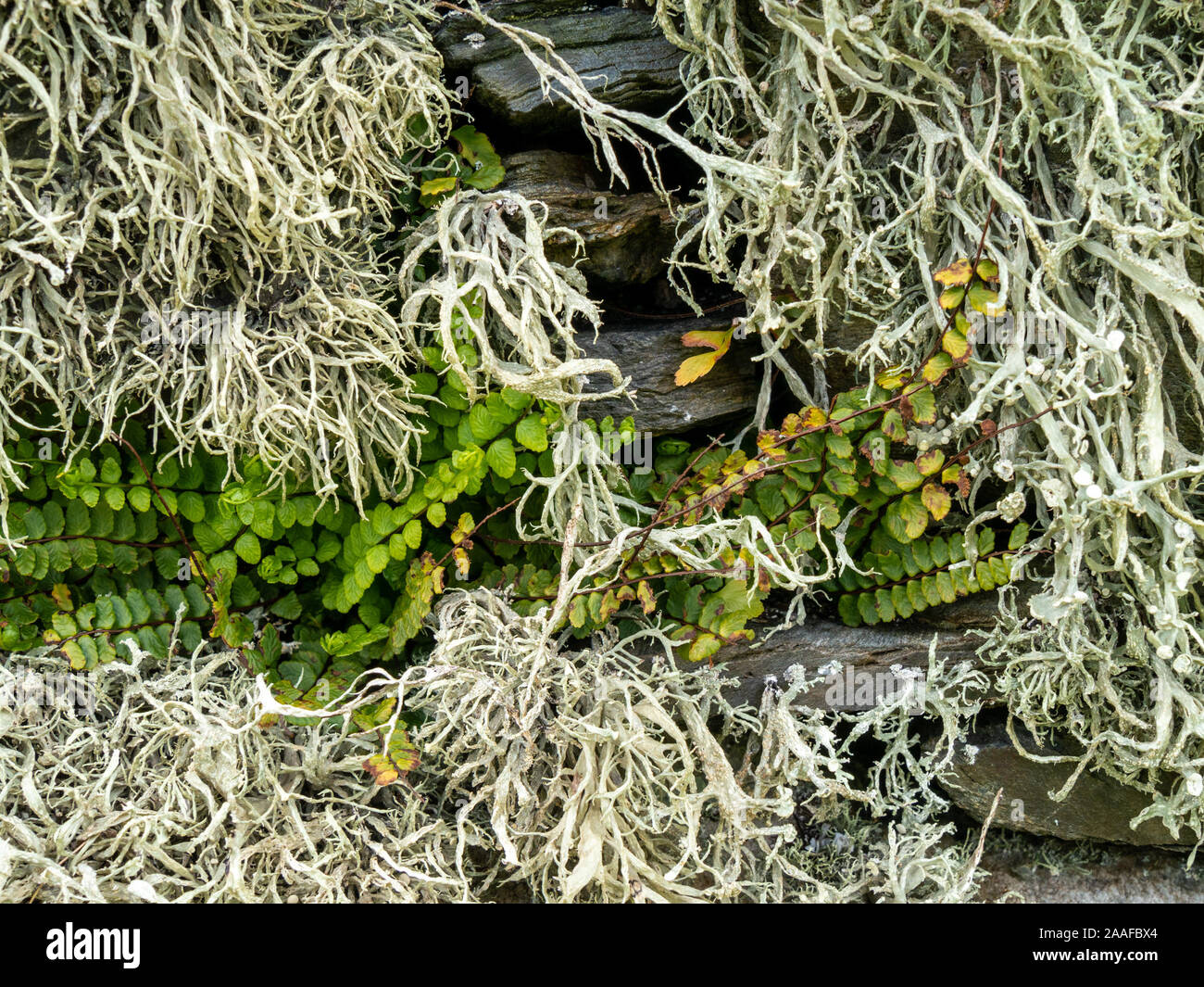 Closeup of Fruticose Lichen (Ramalina siliquosa) and small green fern Maidenhair spleenwort (Asplenium trichomanes) growing on slate wall, Scotland,UK Stock Photo