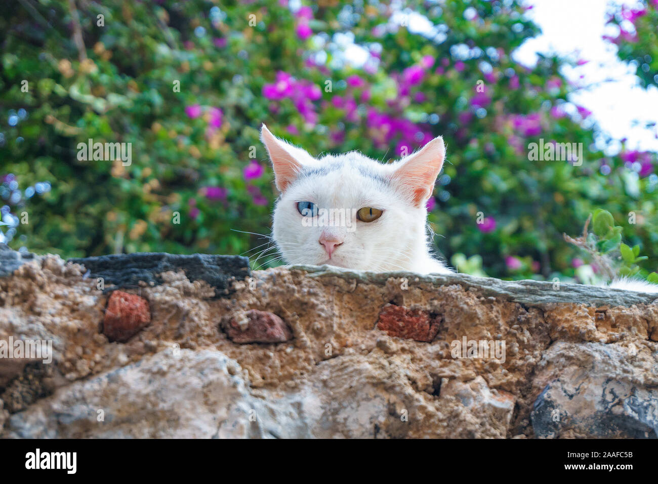 White cat with heterochromia iridum or iridis, a difference of coloration of the iris determined by concentration of melanin. Stock Photo