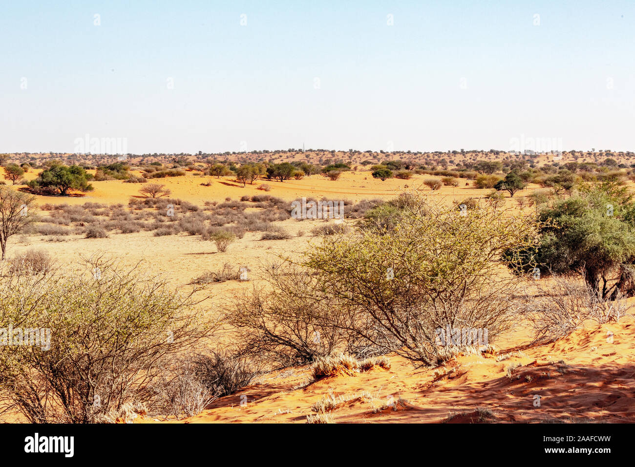 Wildlife in the Kalahari desert, Namibia, Africa Stock Photo