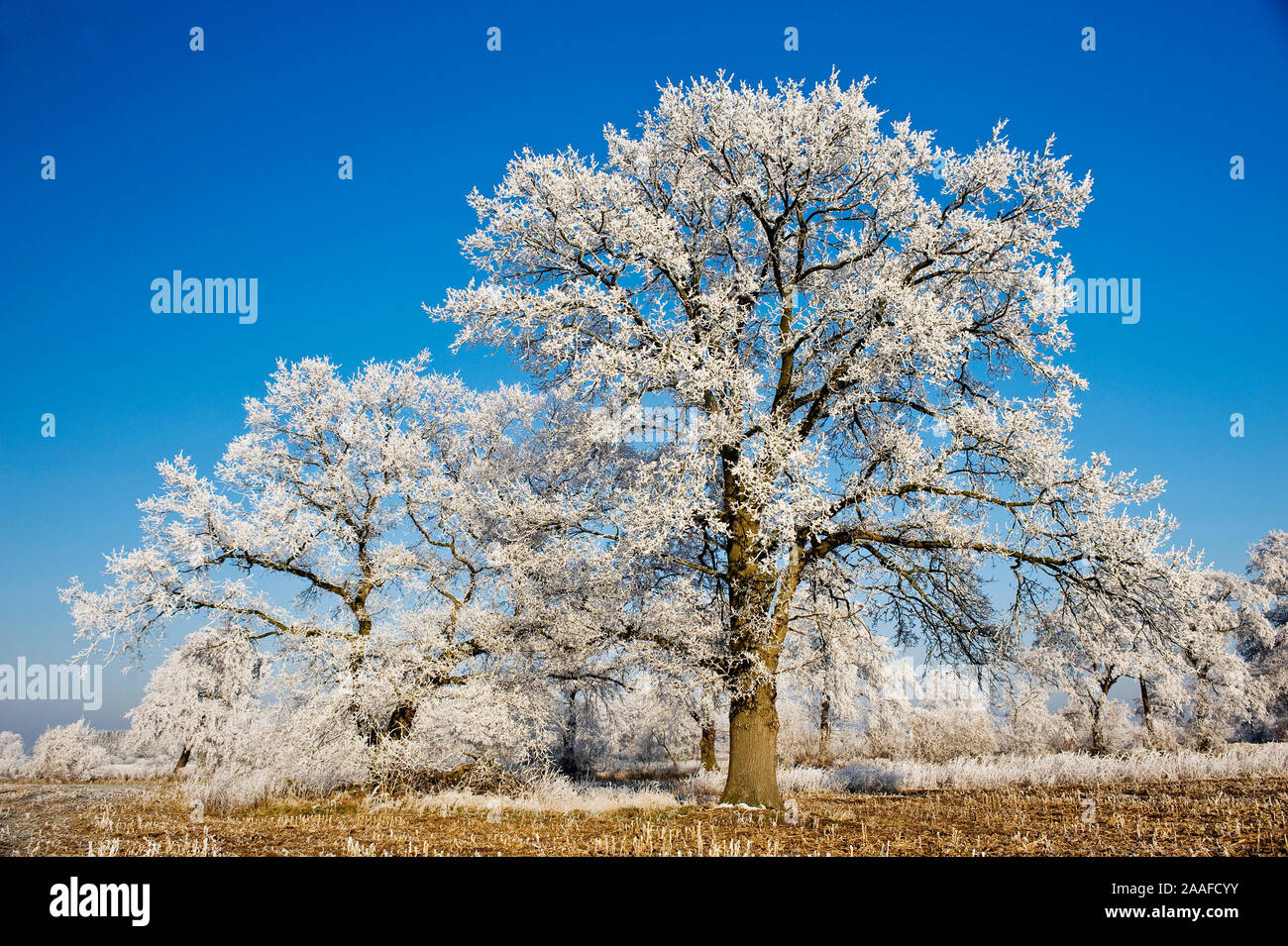 Winter im Moor Stock Photo