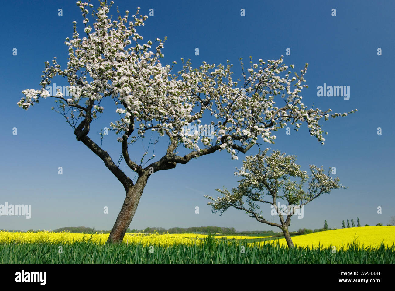 Bluehender Baum am Rapsfeld Stock Photo