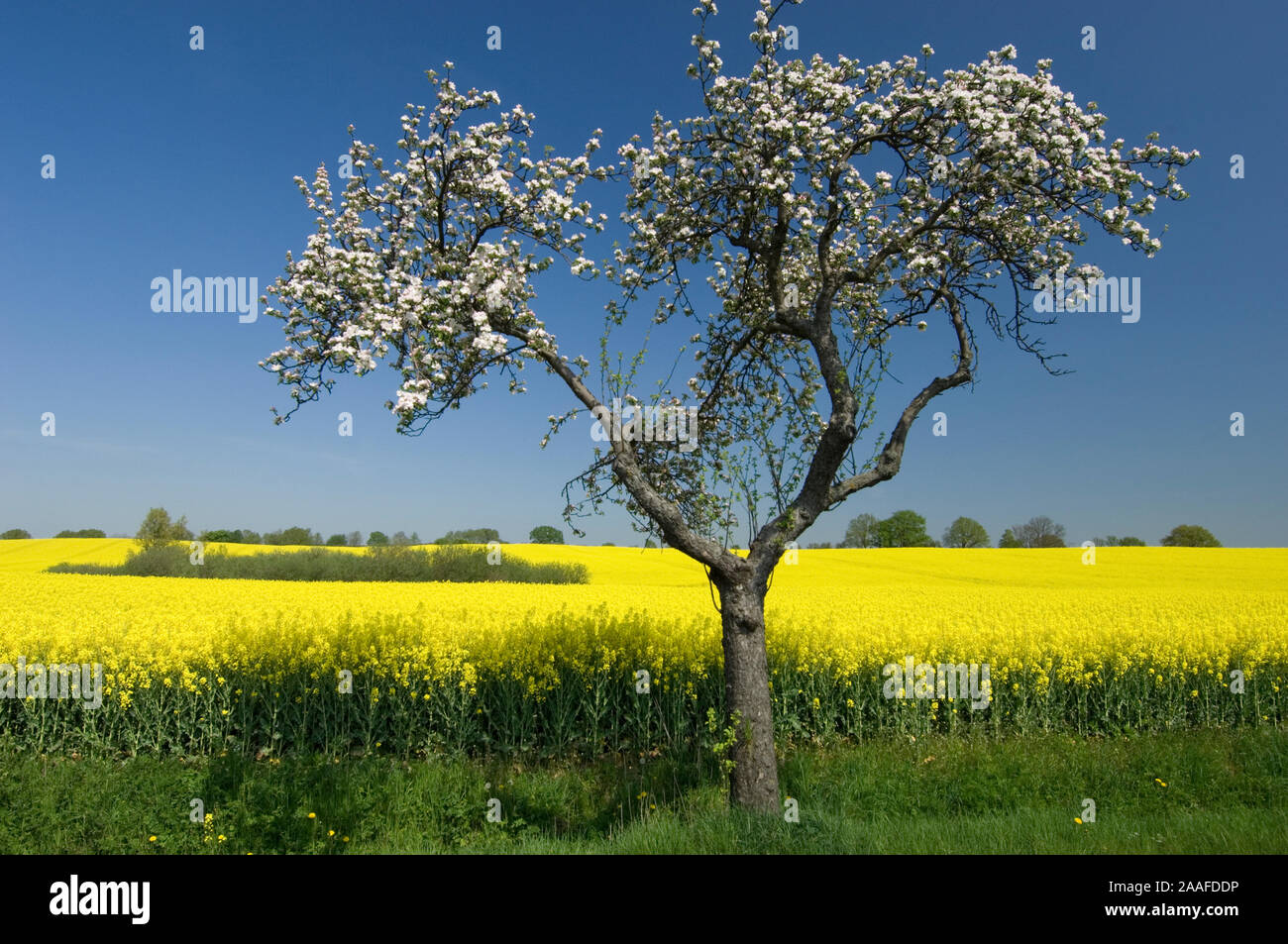 Bluehender Baum am Rapsfeld Stock Photo