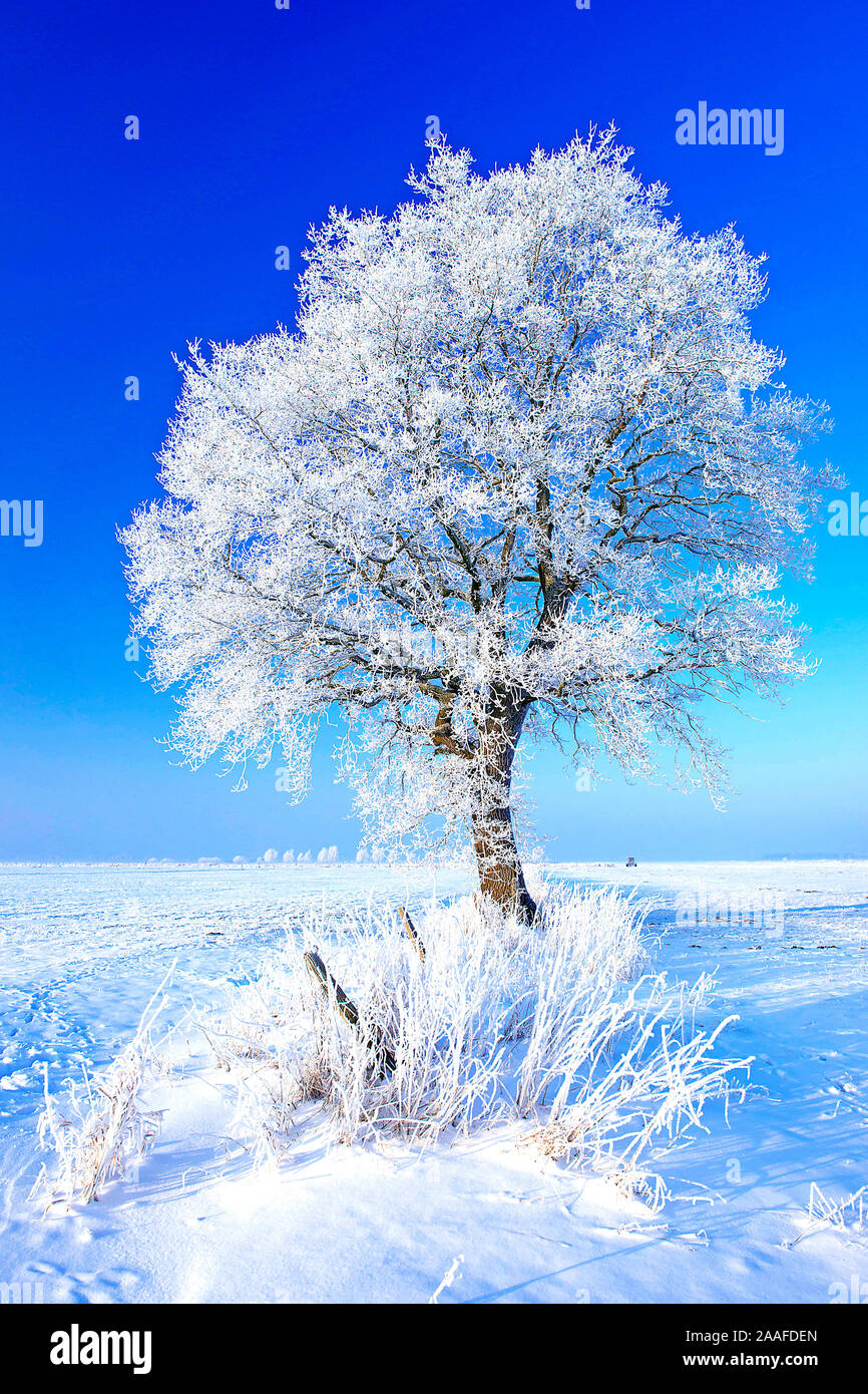 Baum mit Rauhreif, Niedersachsen Stock Photo