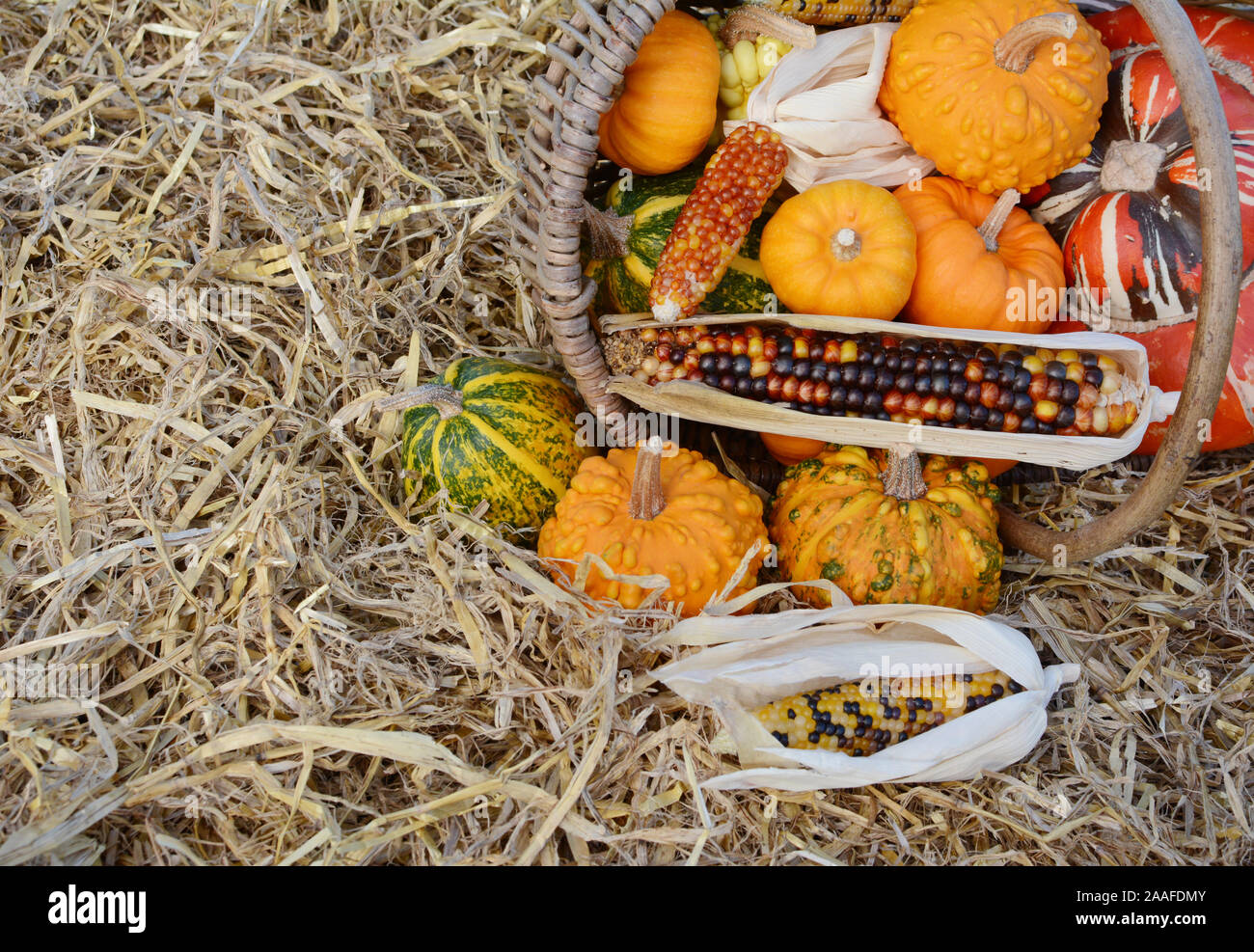 Woven basket full of Thanksgiving ornamental gourds and squash, with flint corn overflowing onto pile of hay Stock Photo