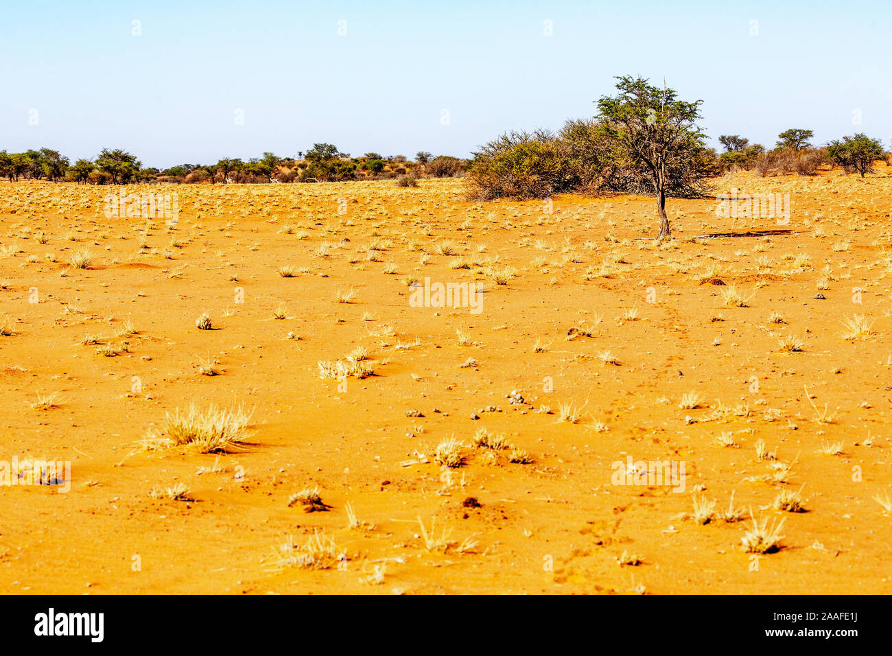 Wildlife in the Kalahari desert, Namibia, Africa Stock Photo