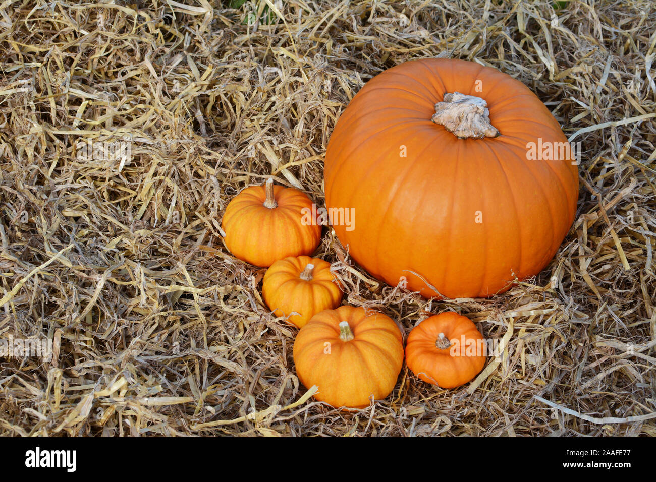 Four autumnal mini orange pumpkins with a large pumpkin and copy space on soft straw Stock Photo