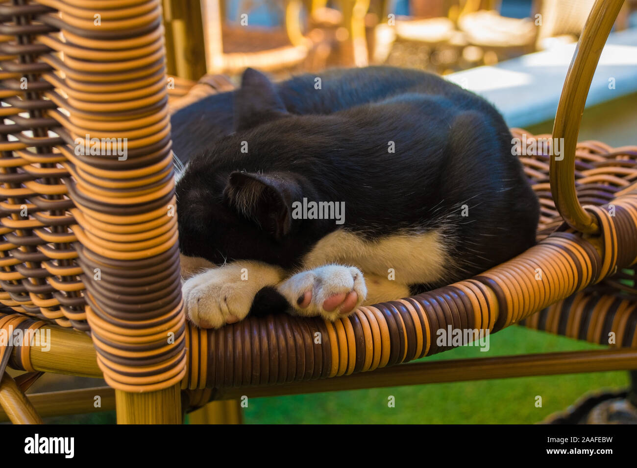 One of Istanbuls numerous street cats makes himself at home on a chair outside a bar in the Beyoglu district Stock Photo