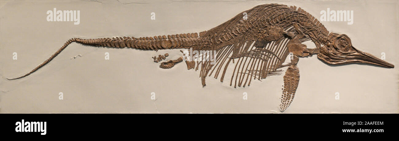 Ichthyosaur fossil, Stenopterygius quadriscissus, Early Jurassic Stock Photo