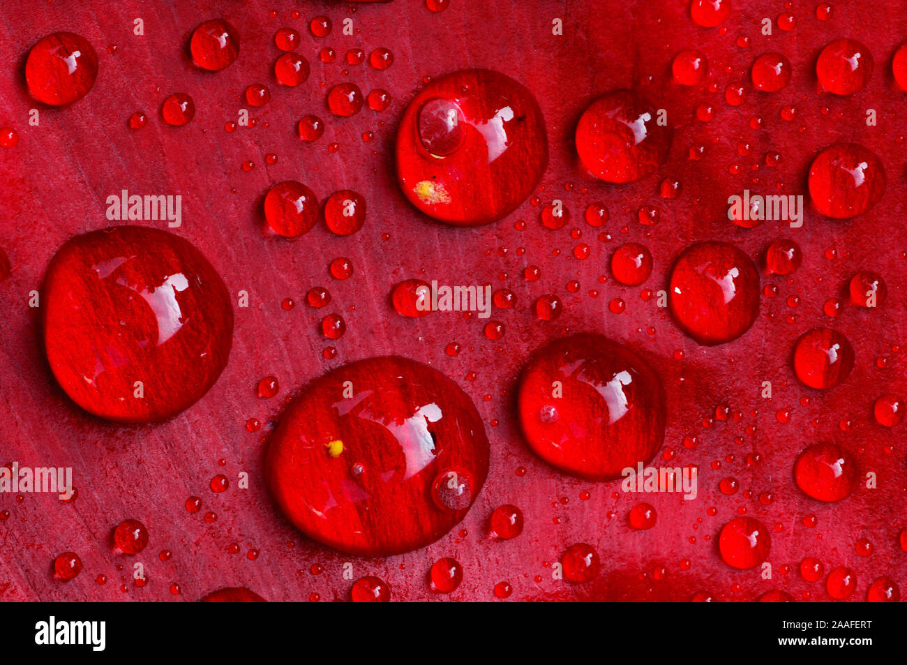 Wassertropfen auf einem Klatschmohnblatt (Papaver rhoeas), rot, Pflanze, Wasser, Bl¸te, Tautropfen, Sommerblume, Farbe, Stock Photo