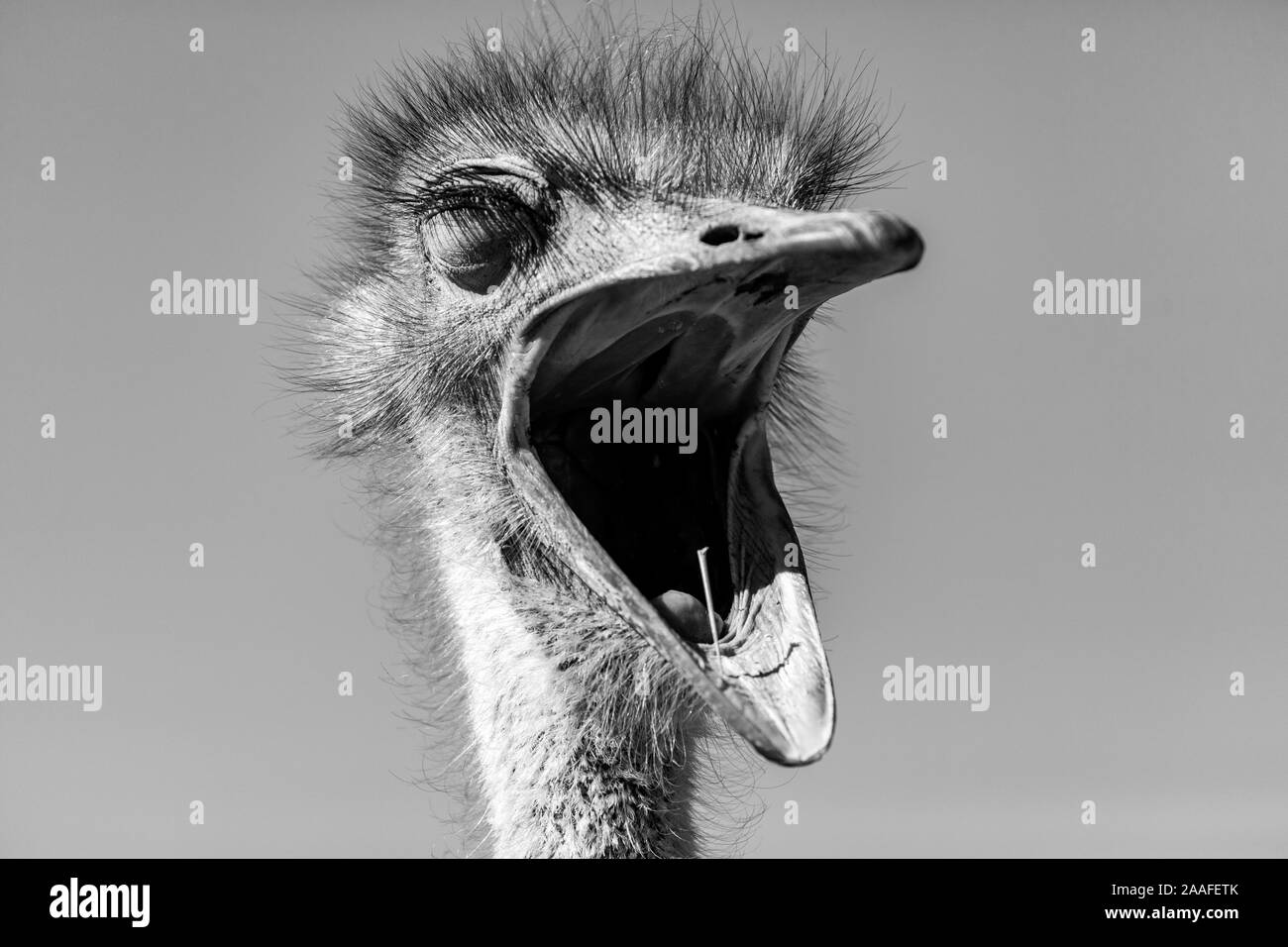 Ostrich in the Kalahari desert, Namibia, Africa Stock Photo Alamy