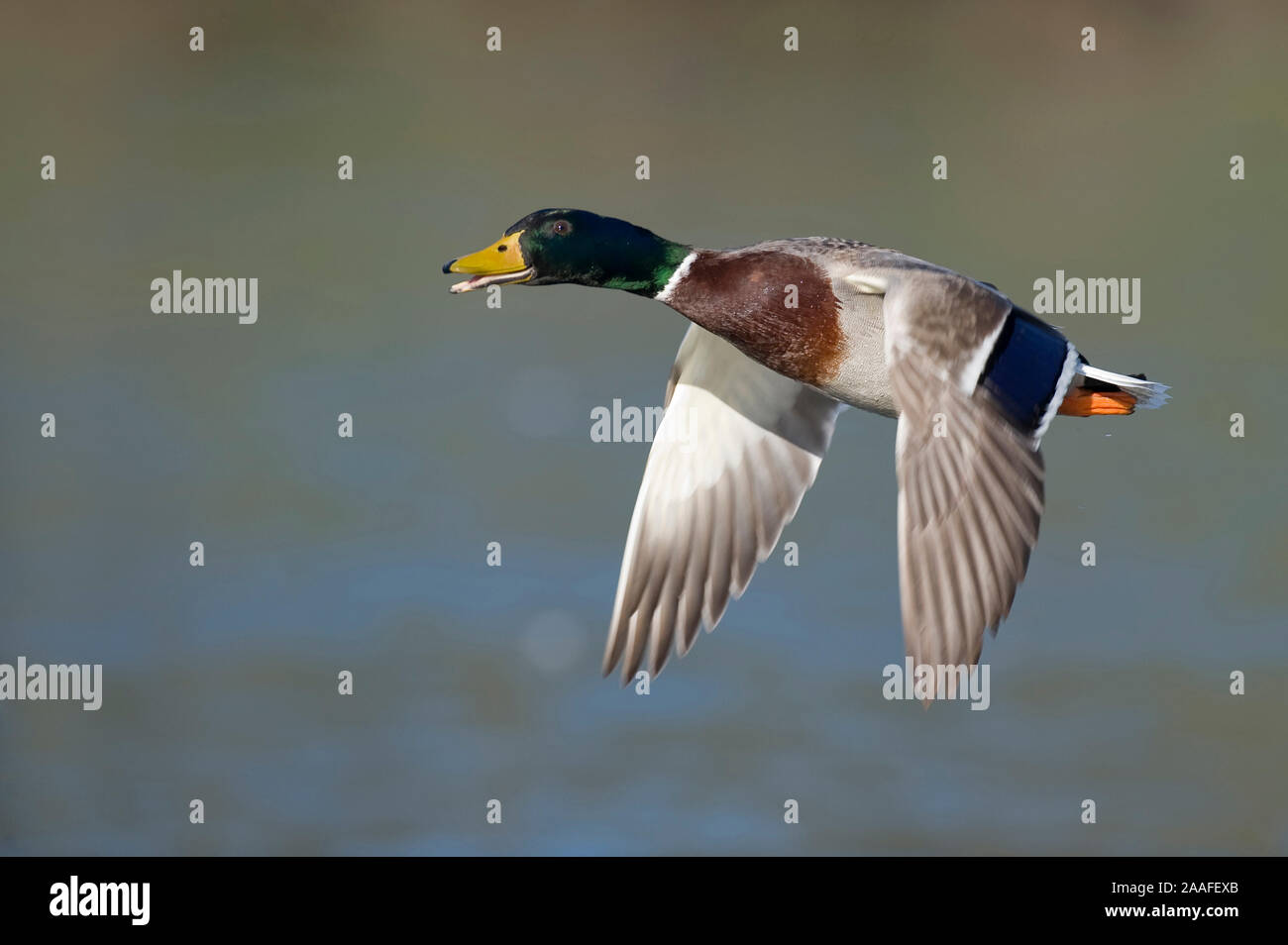 Stockente Im Flug Stock Photo Alamy