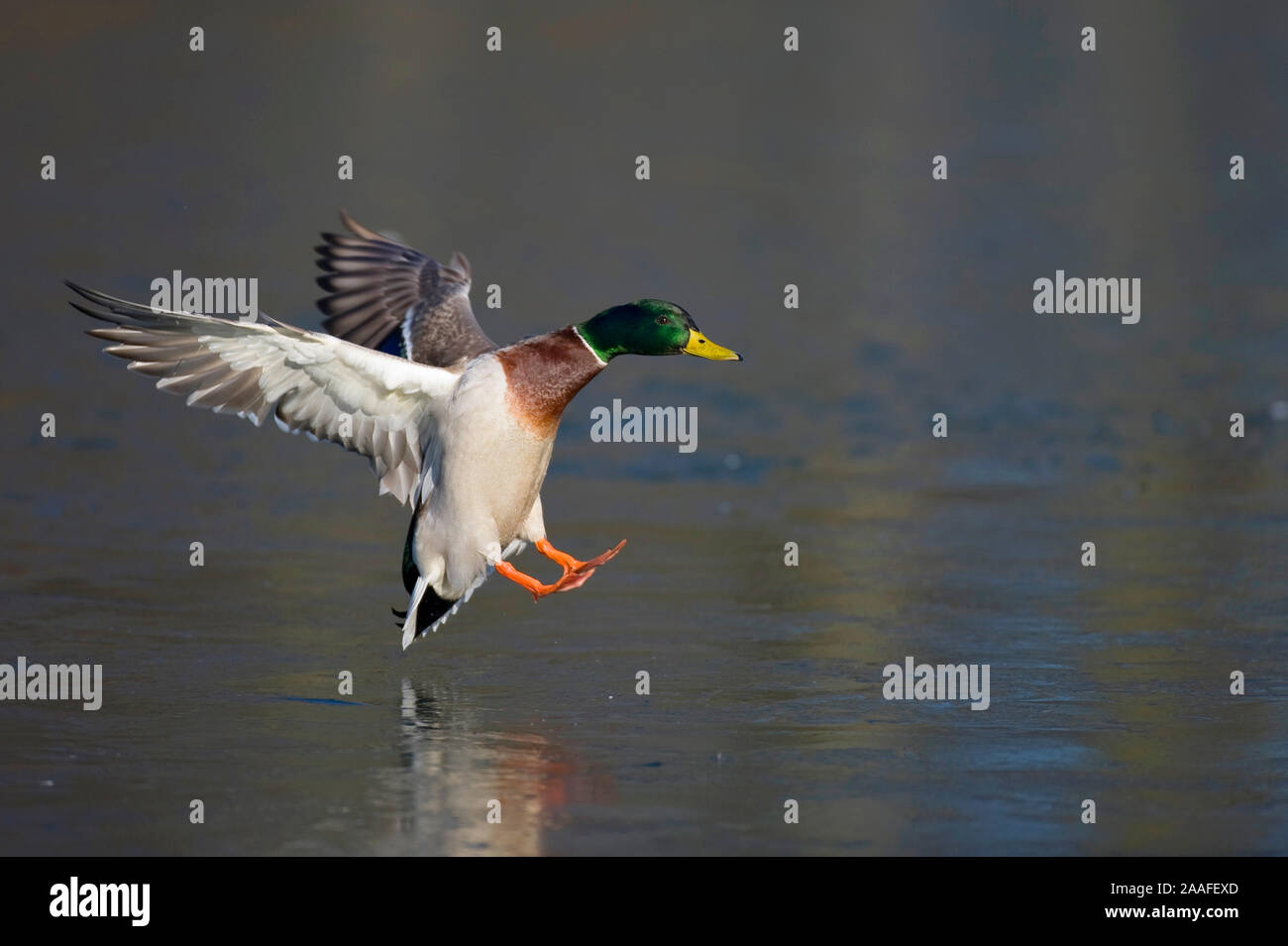 Stockente Im Flug Landeanflug Stock Photo Alamy
