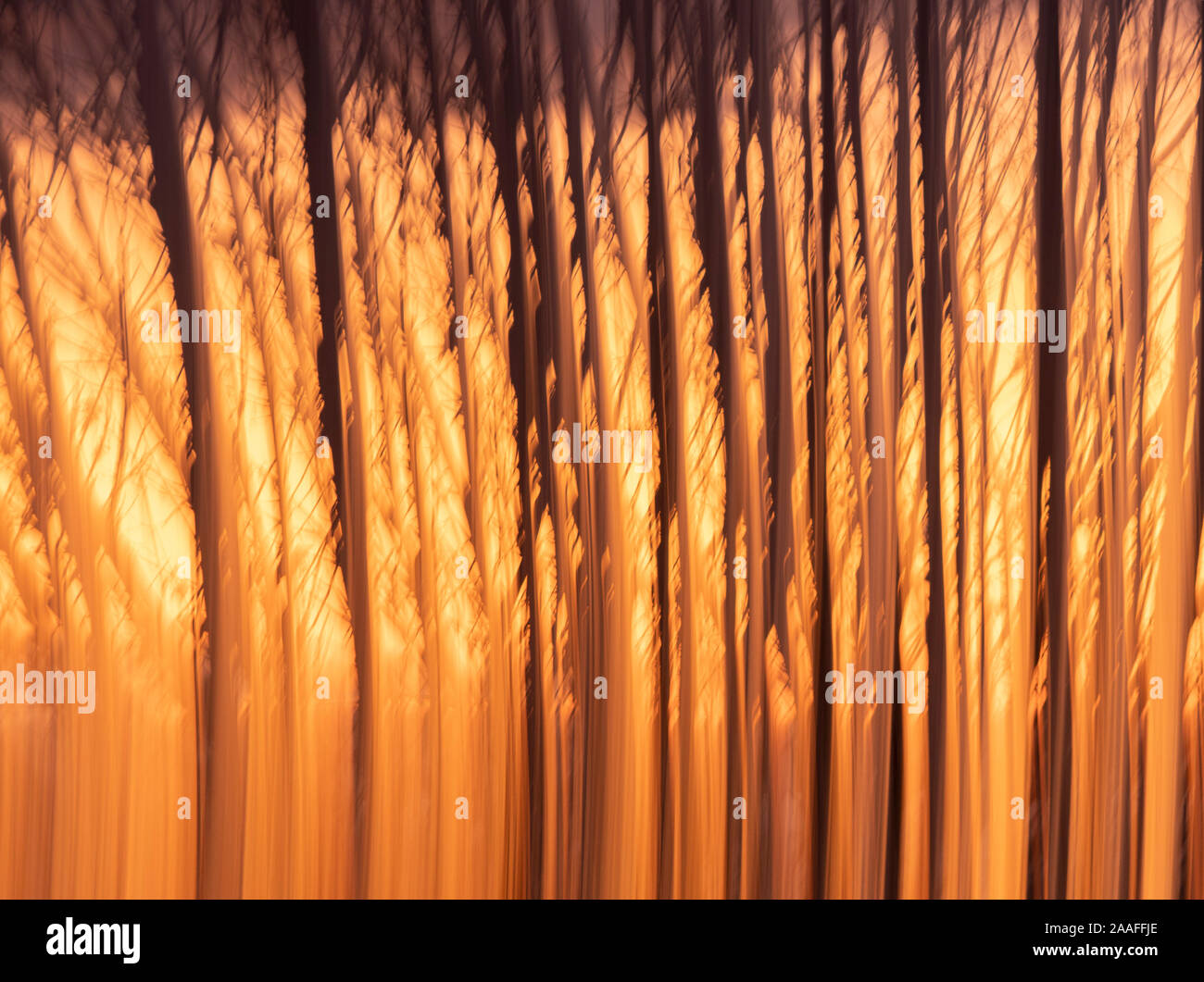 Sunset and trees, blurred motion, Seattle Stock Photo