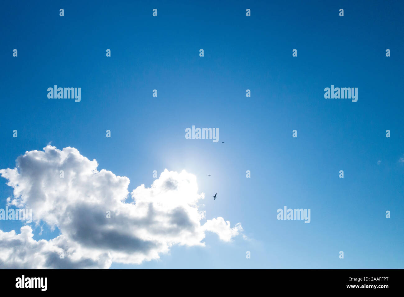 Birds circling overhead in a mostly blue sky with a few white puffy clouds. Stock Photo