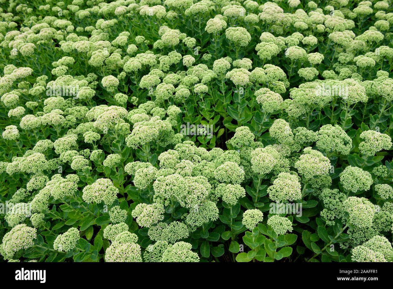 Abstract pattern of chartreuse flower heads and green leaves of Autumn Joy Sedum in a garden after rain Stock Photo