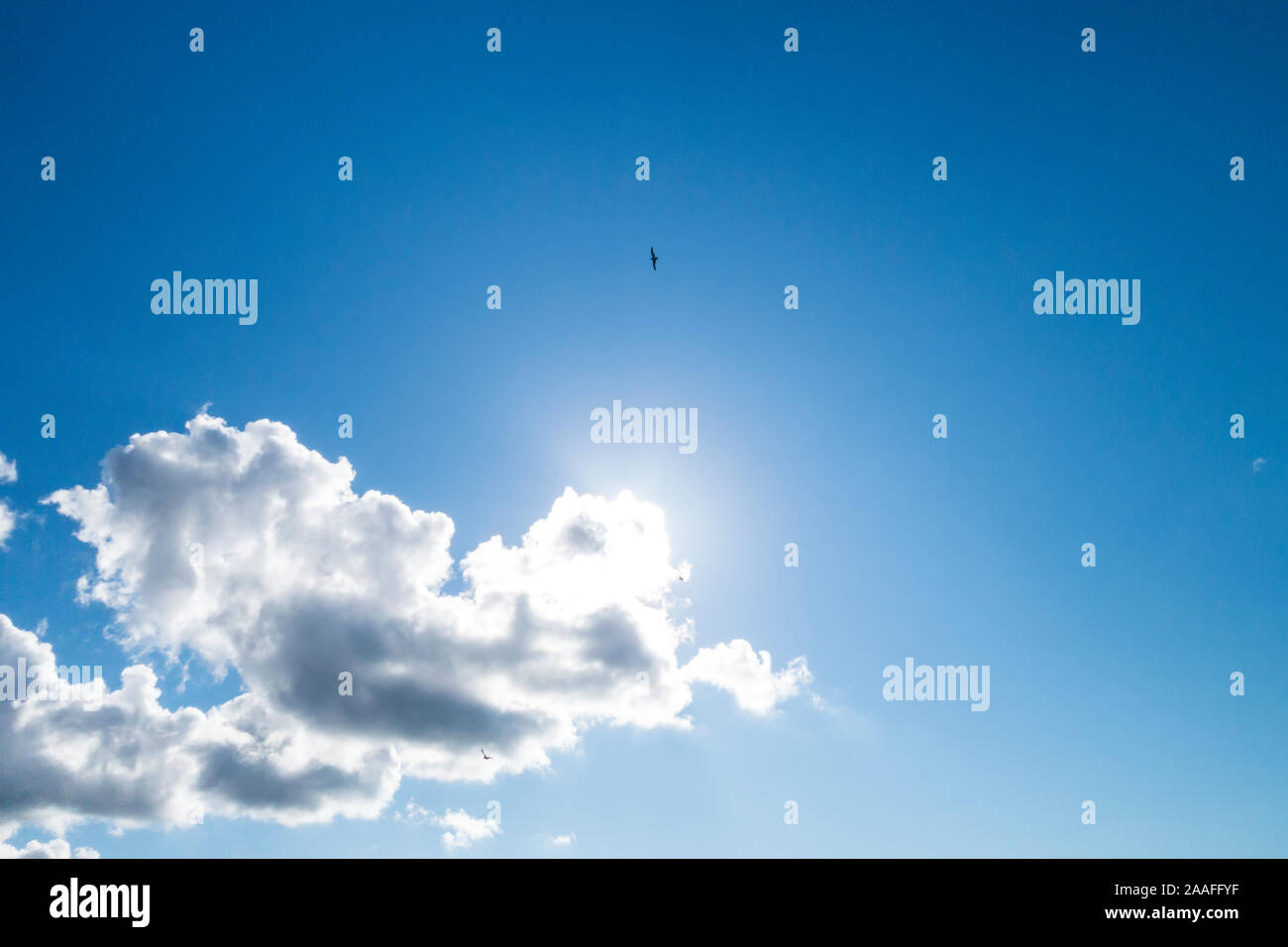 Birds circling overhead in a mostly blue sky with a few white puffy clouds. Stock Photo