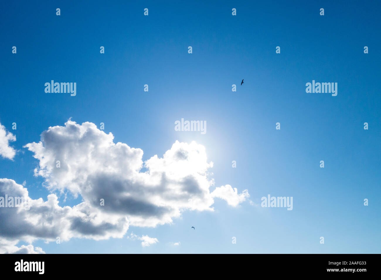 Birds circling overhead in a mostly blue sky with a few white puffy clouds. Stock Photo