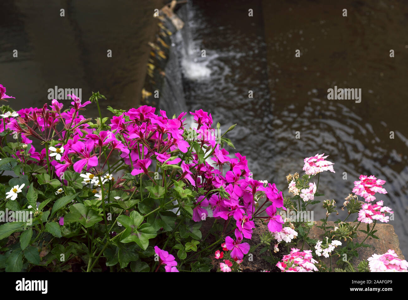 Geraniums and Sweet William flowers beside the River Aure, Bayeux, Normandy, France Stock Photo