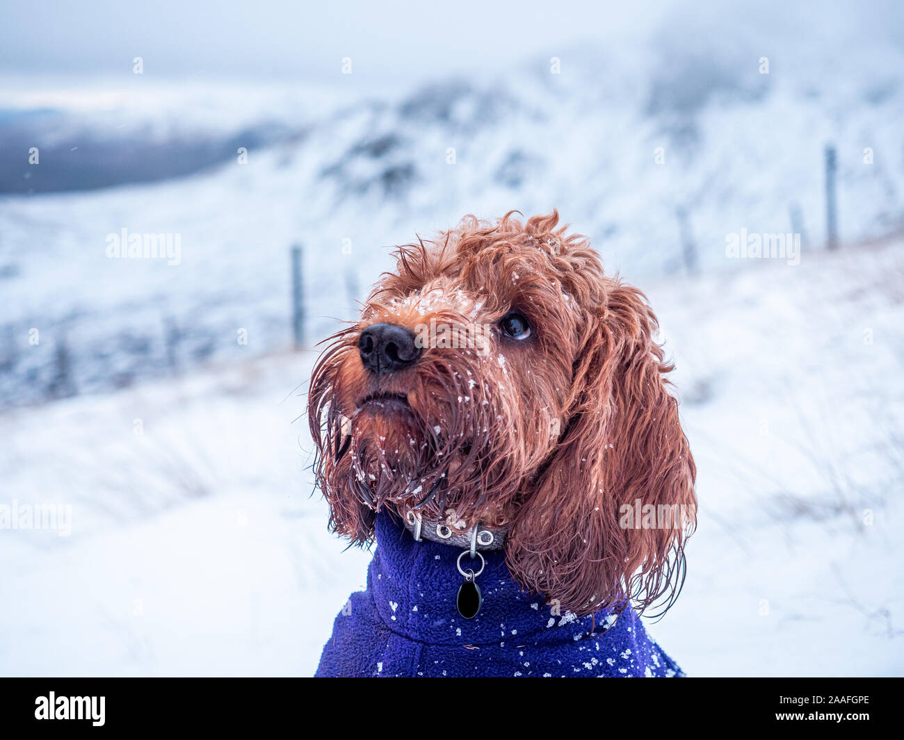 A young cockapoo dog being attentive in the snow on  Meall nan Tarmachan a hill in the Scottish Highlands Stock Photo