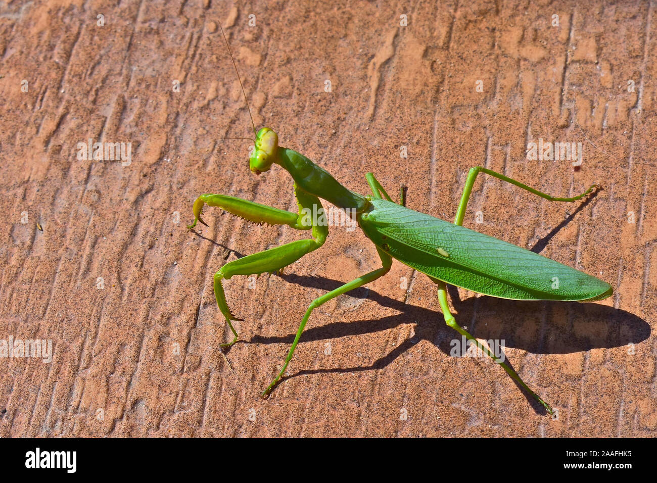 Brightly coloured Praying Mantis viewed walking on stone tiles around a