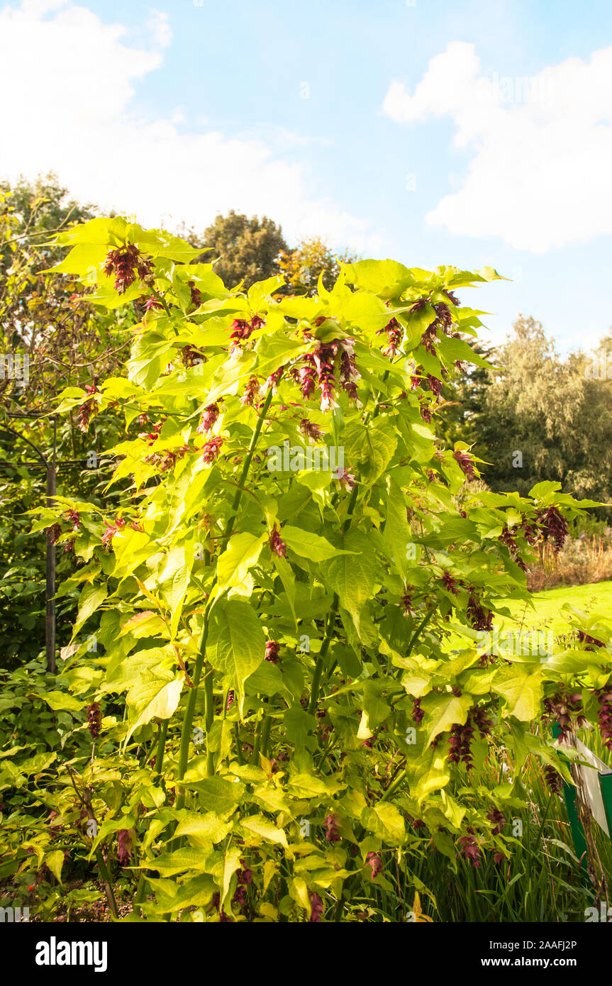 Leycesteria formosa  Himalayan Honeysuckle. A deciduous upright shrub with white flowers from summer until early autumn and is fully hardy. Stock Photo