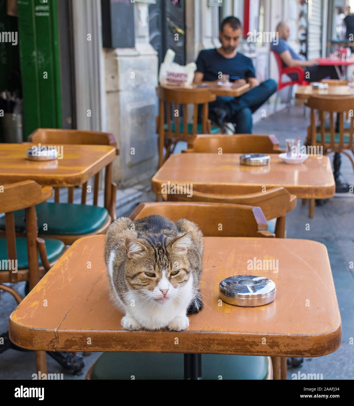 Istanbul, Turkey - September 7th 2019. One of Istanbuls numerous street cats makes himself at home on cafe table in the Beyoglu district Stock Photo