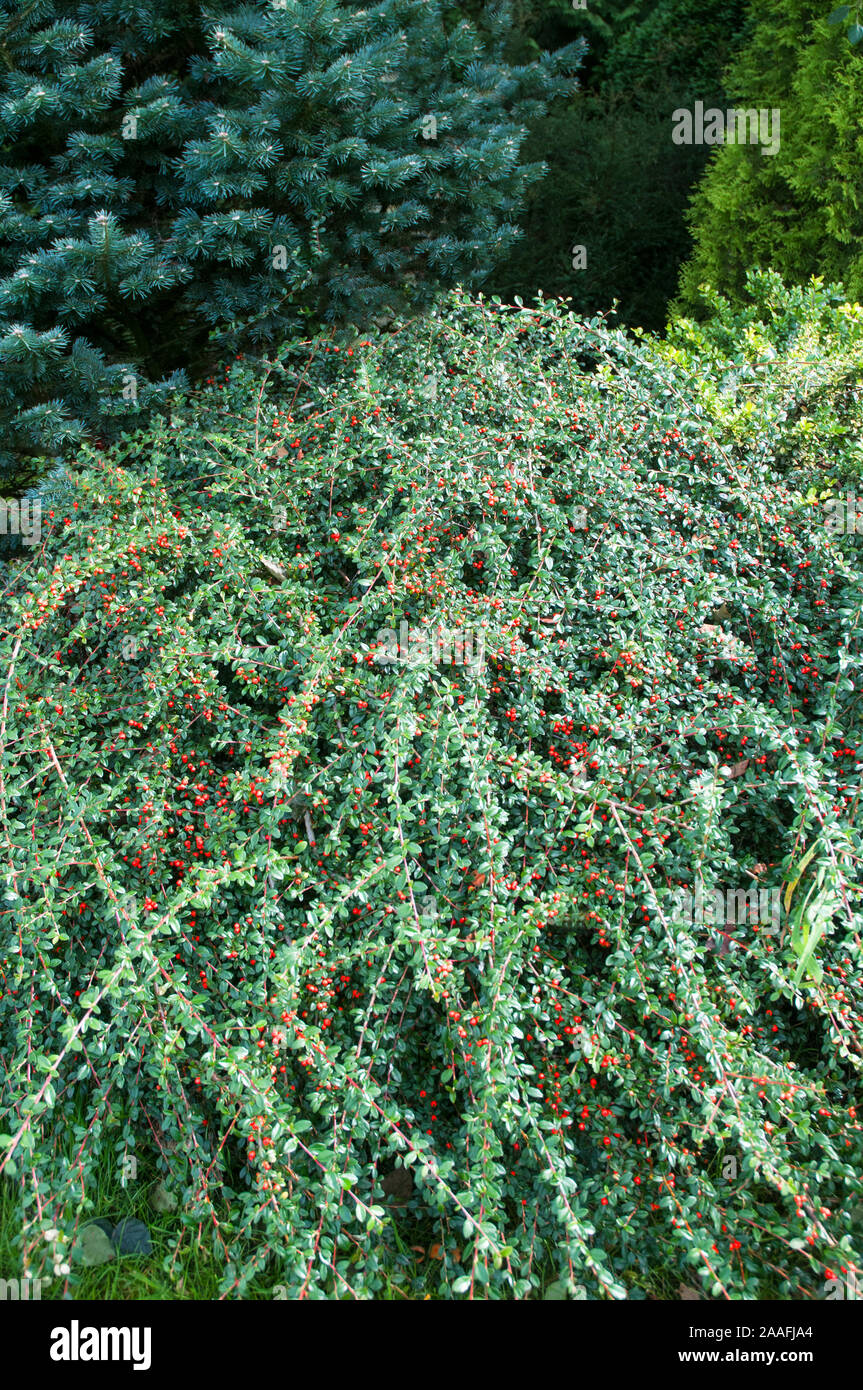 Cotoneaster Coral Beauty with orange red berries in autumn. An evergreen  to semi evergreen shrub that is mound forming and fully hardy Stock Photo
