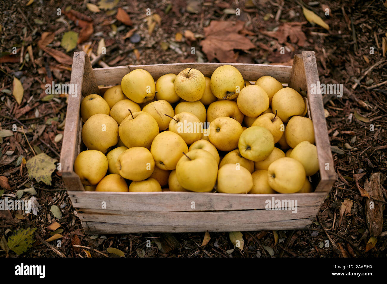 Fresh red organic apples in a wooden box after harvesting, seasonal food,  agriculture concept Stock Photo - Alamy