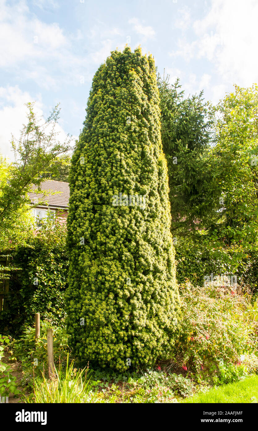 Yew Taxus baccata fastigiata also called Florence Court Yew and Irish Yew.  A conical columnar female Yew that is fully hardy Stock Photo