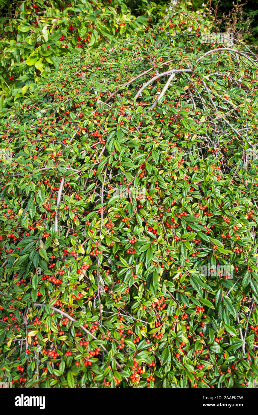 Cotoneaster Hybridus pendulus with bright red berries in autumn. An evergreen shrub that has weeping branches grown as a standard and is fully hardy Stock Photo