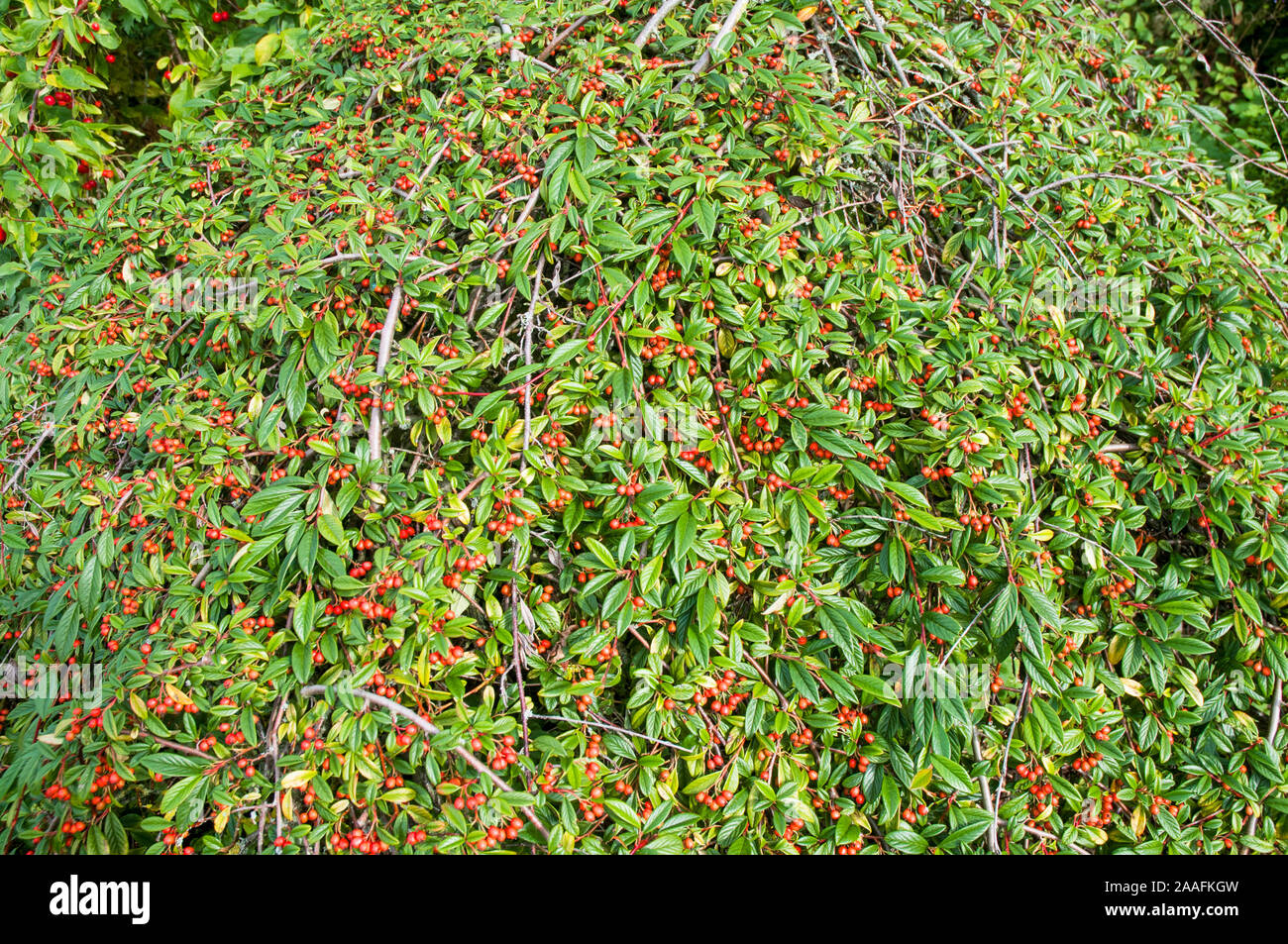 Cotoneaster Hybridus pendulus with bright red berries in autumn. An evergreen shrub that has weeping branches grown as a standard and is fully hardy Stock Photo