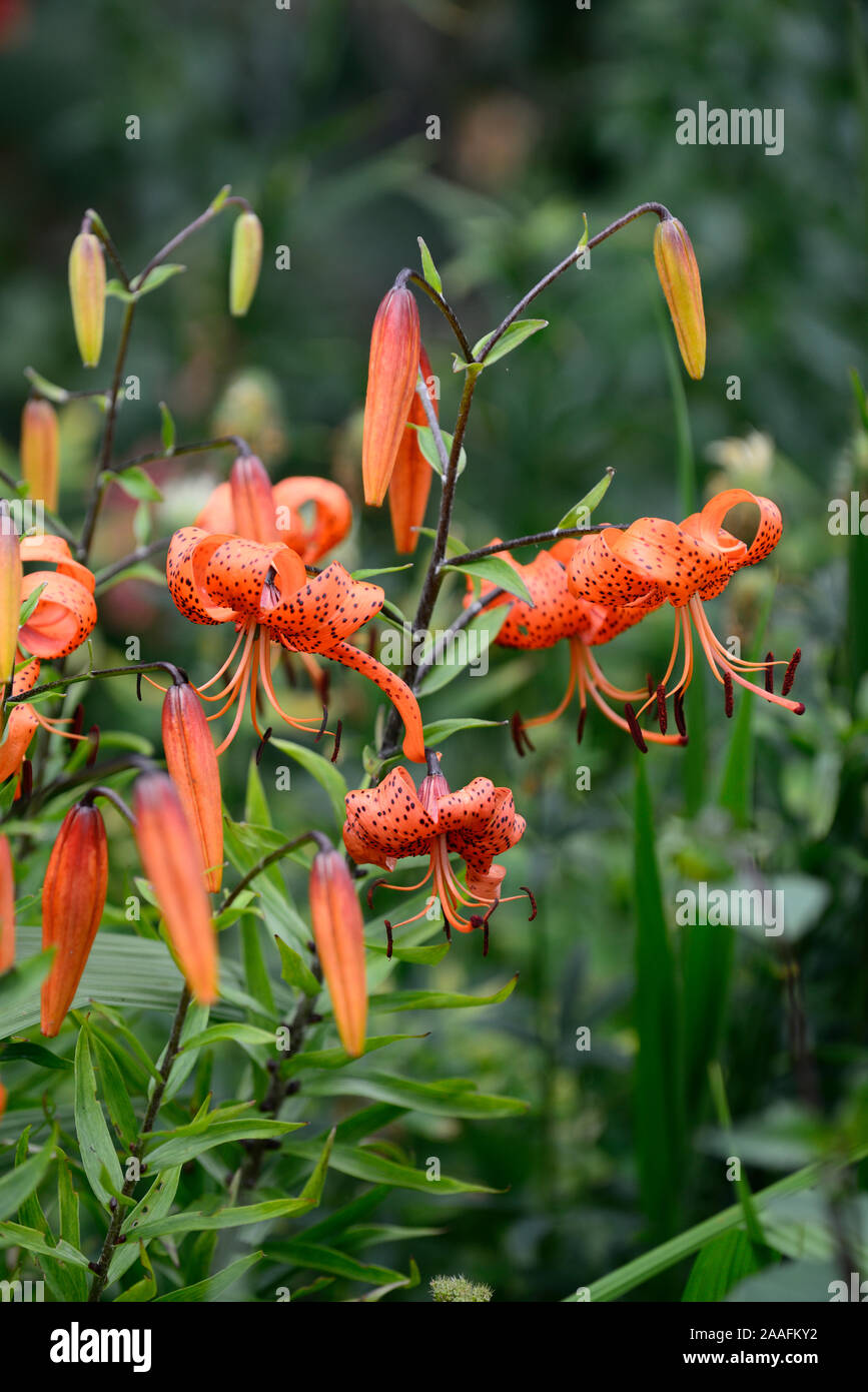 lilium lancifolium tigrinum splendens,orange,speckled markings, closeup